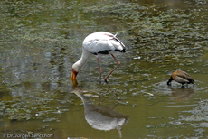 Nimmersatt (8 von 22).jpg